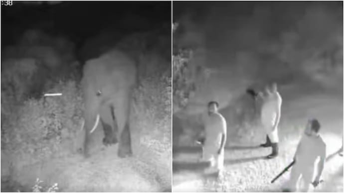 elephant
