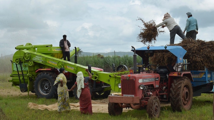 Farmers harvest soybean at a field in Karad. (PTI photo/ file)
