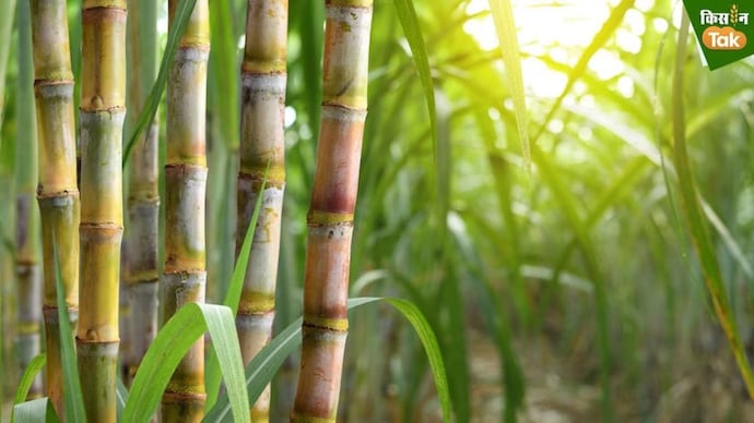 Gujarat sugarcane farming