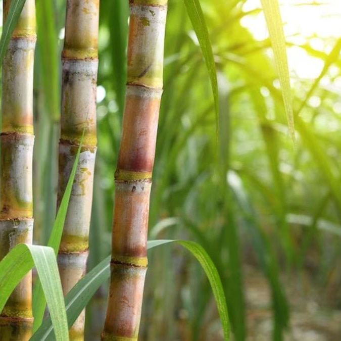 Side effects of ethanol blending: Food inflation may bite