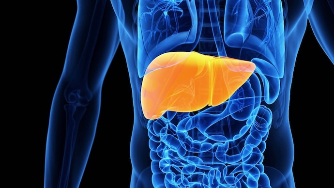 Human liver, illustration.
