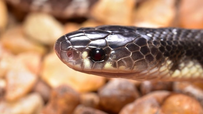 Jharkhand snakebite death