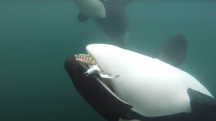 Killer whale food