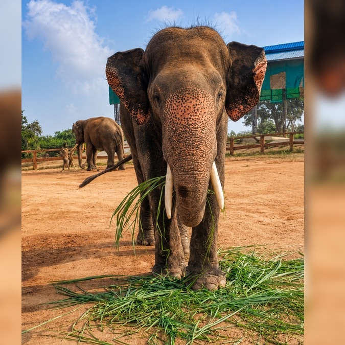 Kumki elephants