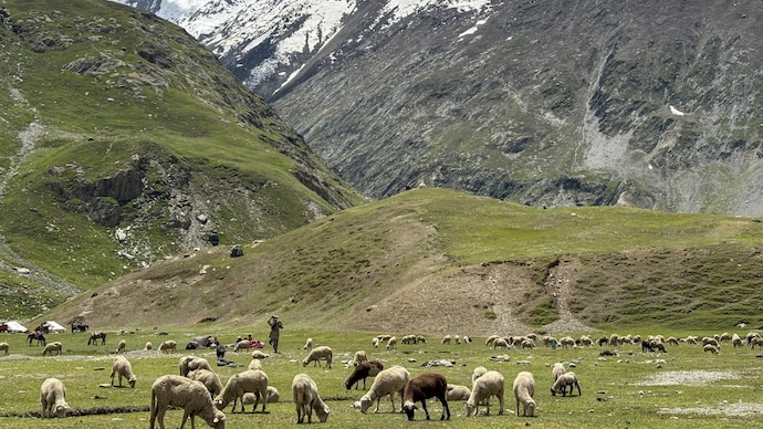 Image shows an alpine meadow against the backdrop of snow-clad mountains between Dras and Zojila Pass in Ladakh. (Representative photo/ PTI file)