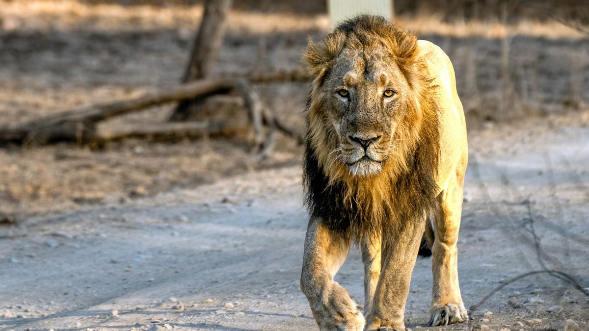 Lion attacks 12-year-old boy in Girnar Hill, drags him into forest