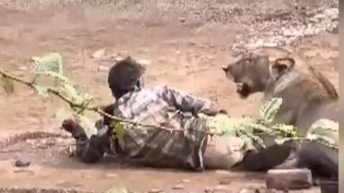 Lion pounces on man in Gujarat, pins him down.