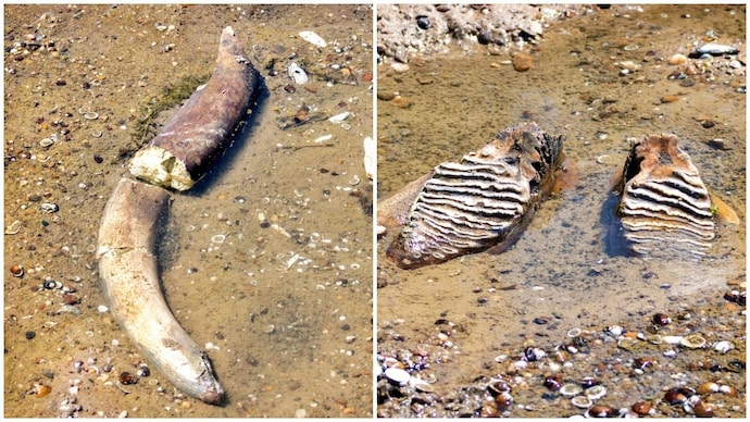 Mammoth fossil found