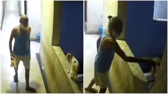 Man pushes stray cat off 12th-floor balcony ledge, ruthless act caught on CCTV