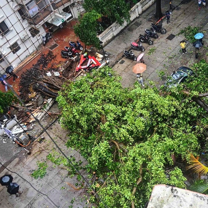 The root of the problem: Why tree-fall deaths are rising this monsoon