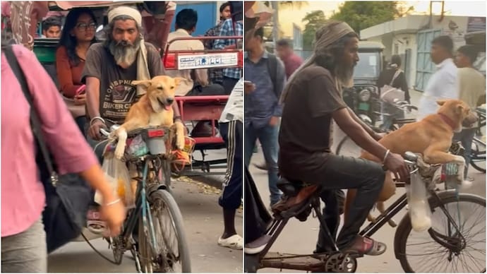 Noida dog
