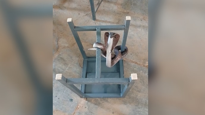 Rajasthan school students flee in panic as 5-foot cobra slithers into classroom