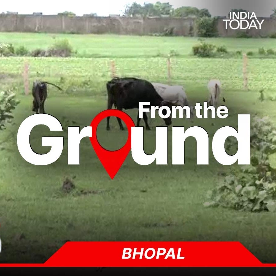 Cows grazing on B.Ed college land? Bhopal teaching institutes under lens