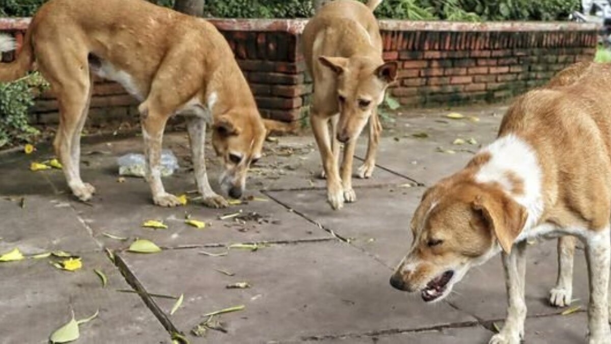 Don't release stray dogs near schools, hospitals, Maharashtra directs civic bodies