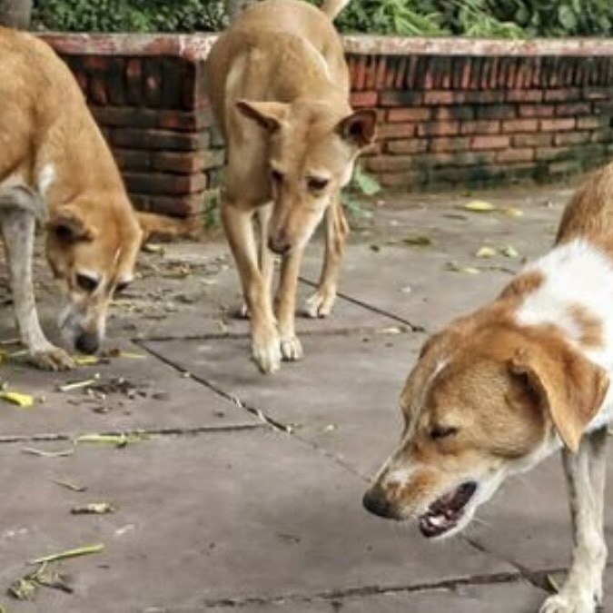 Don't release stray dogs near schools, hospitals, Maharashtra directs civic bodies