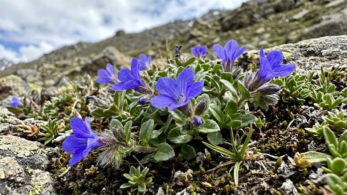 Scientists have recorded the rare Himalayan flowering plant Cyananthus hookeri in Arunachal Pradesh, marking its first confirmed sighting in India since it was last documented in 1867. (AI image generated)