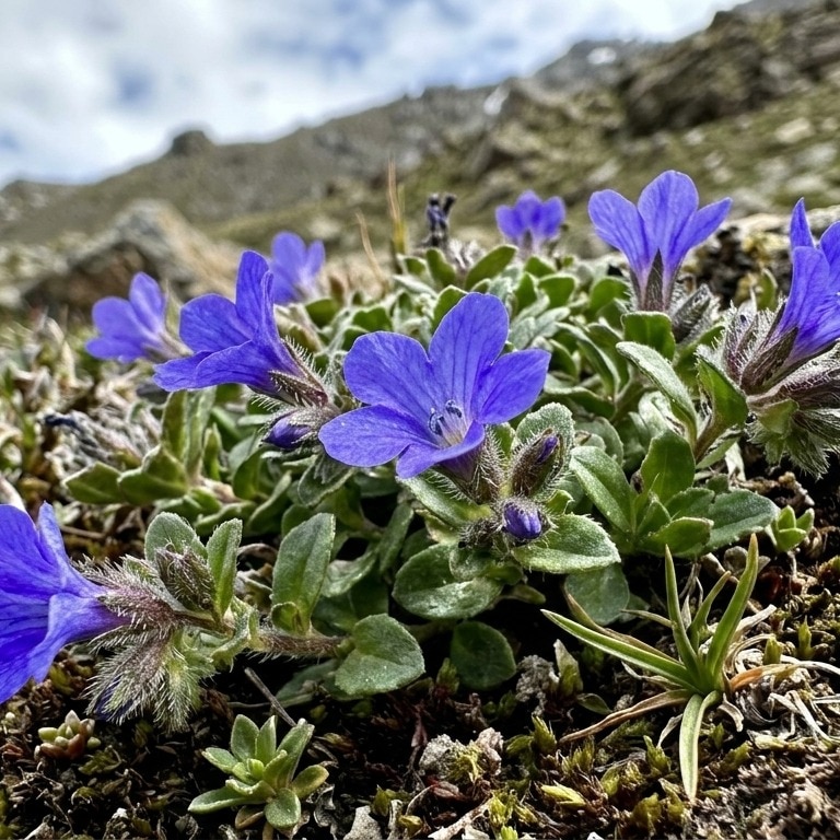 Lost for 158 years: Rare Himalayan flower found in Arunachal Pradesh