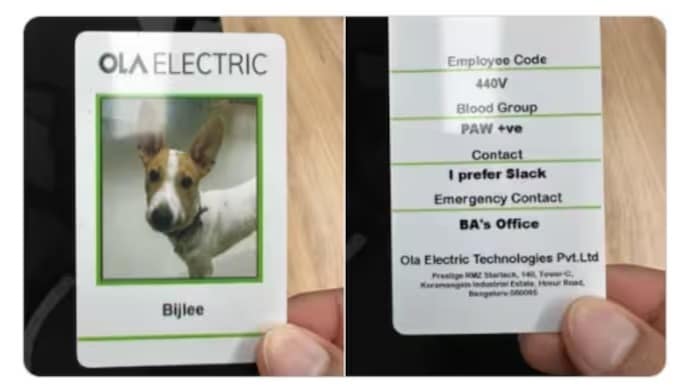 Several companies have gone beyond allowing pets at work by giving them badges, ID cards or honorary roles, making office animals an important part of workplace culture.
