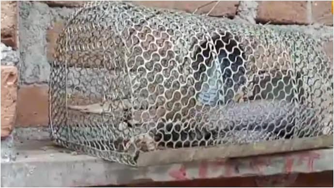 snake