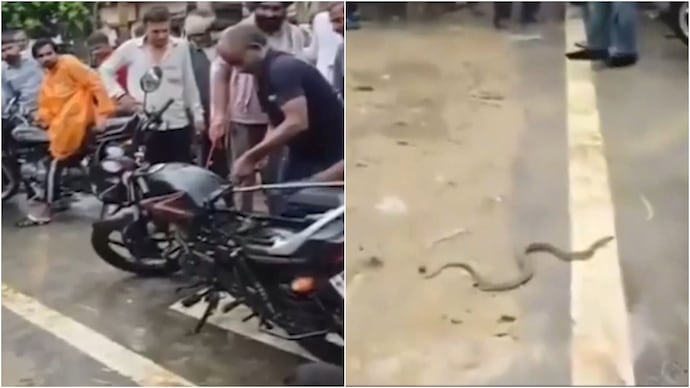 snake