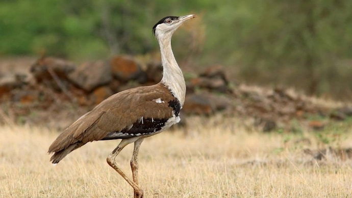 Surviving 40 days: Great Indian Bustard chick in Kutch clears milestone