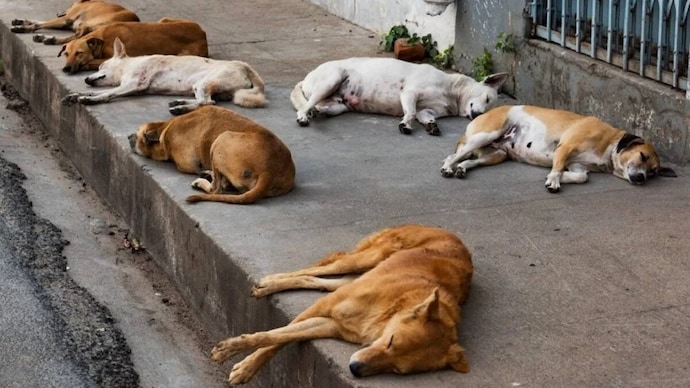 A case of poisoning and killing of 300 stray dogs has come to light in two villages of Hanamkonda district of Telangana
