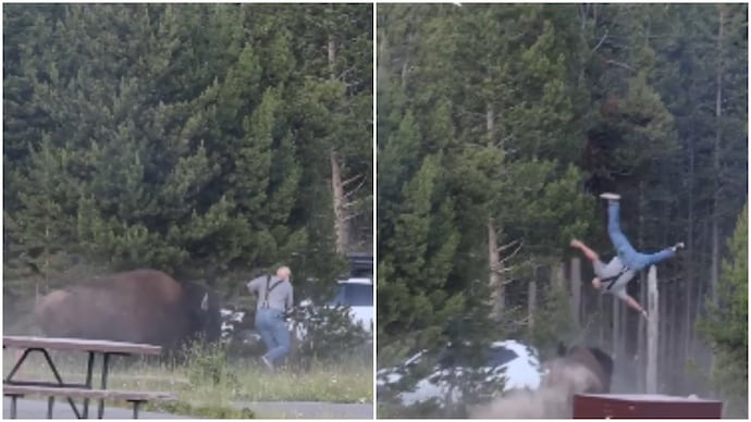 bison tosses man in the air