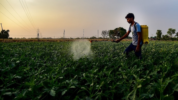Thiram is considered a Category 1 endocrine disruptor, meaning it has the potential to interfere with the body's hormonal system. (Photo- Representational)