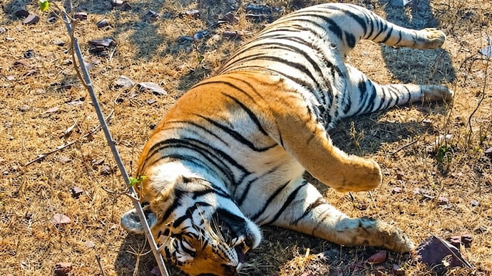 The carcass was then allegedly buried inside the forest by the watchman and a few others, who feared they would get into trouble. (File photo)