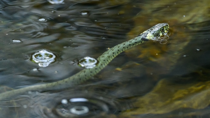 A close-up of a snake wading through water. (Representational Photo: Pexels) Watch: Over 900 snakes escape Chinese breeding farm during flood