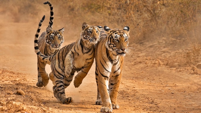 Three wild Bengal tiger, one mother and her two sub adult cubs, in a dirt track in the dry forests of Ranthambhore. (Photo: Getty) World Tiger Day