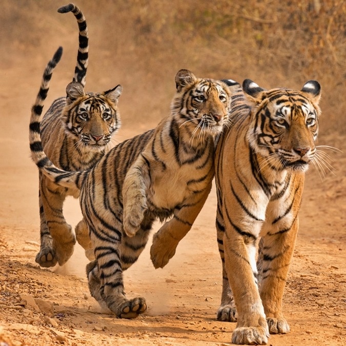 India's tigers fighting disease, shrinking forests, rising conflict in 2026