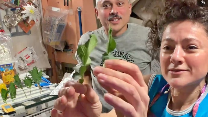 The harvest was made possible through Nasa's Veggie plant growth system, a project designed to study how crops can be grown in microgravity. (Photo: Anil Menon/X) Anil Menon space farming