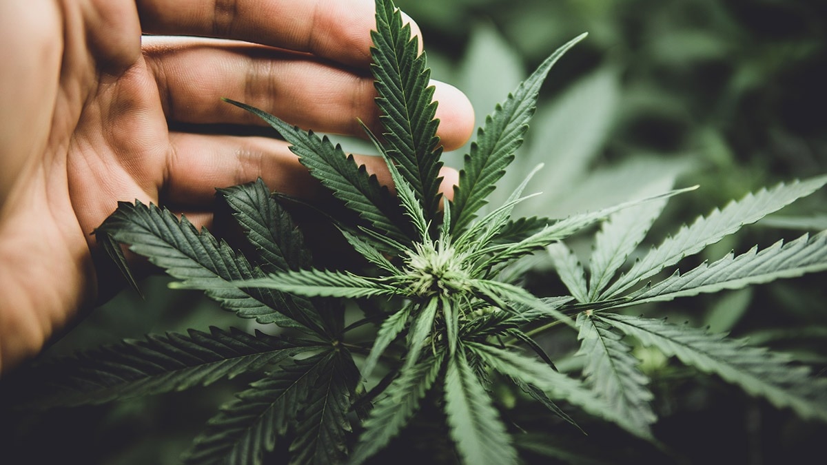 From Odisha forests to Goa, Maharashtra police bust weed network; 5 arrested