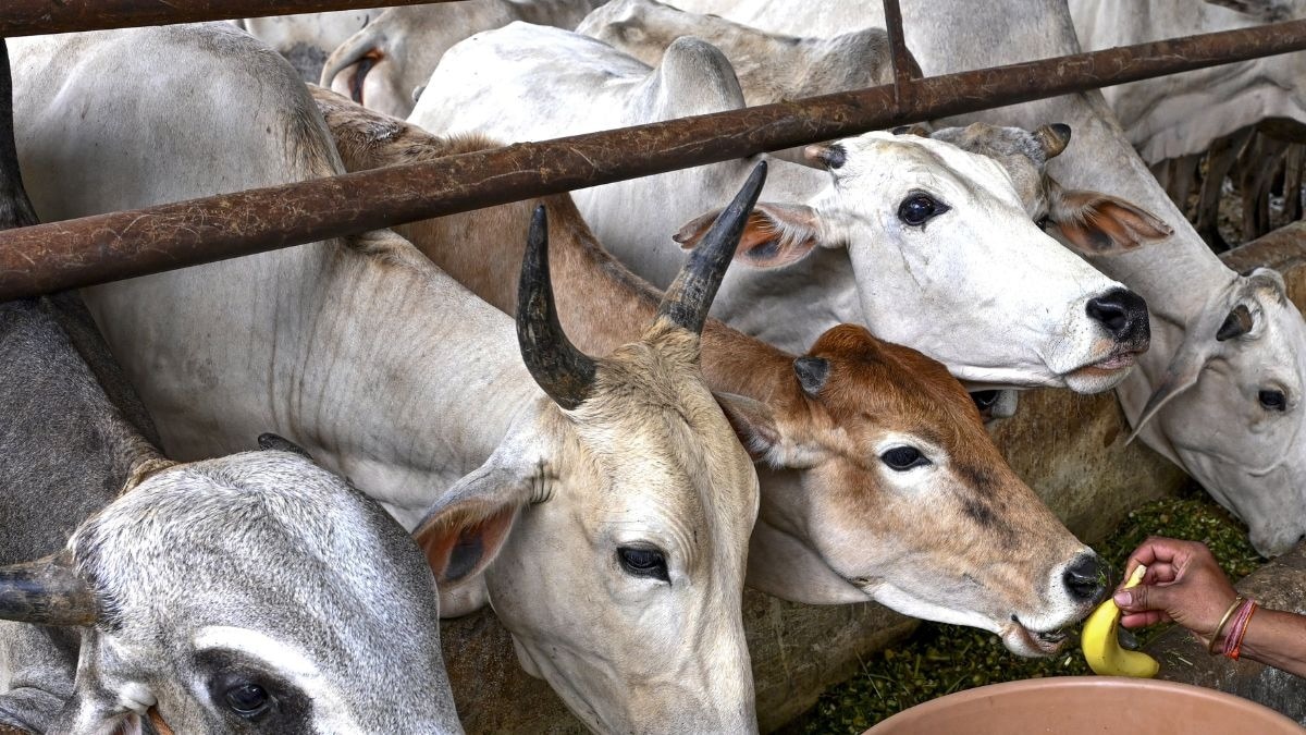 मेरठ में गोवंश हत्या की कोशिश नाकाम, पुलिस मुठभेड़ में एक आरोपी घायल