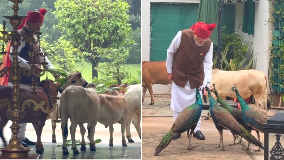Video: Cows, peacocks 'came to meet' PM Modi before his Independence Day speech