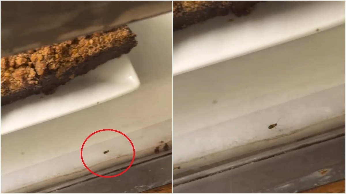 Cockroach crawls inside Delhi's Big Chill Cakery display