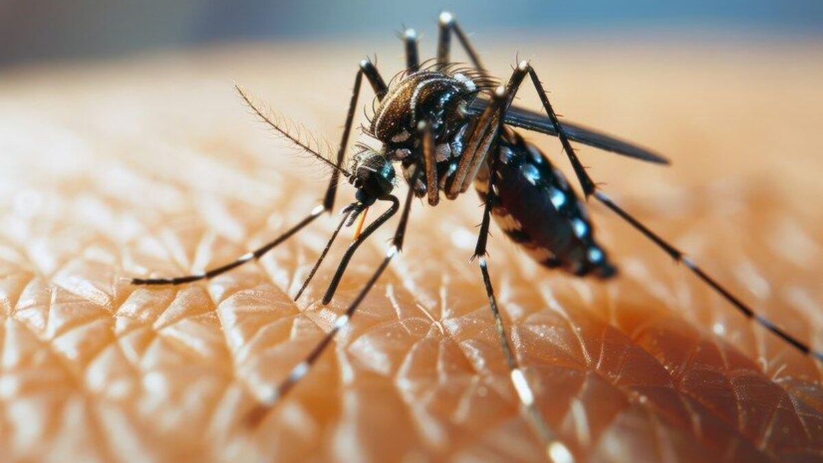Delhi dengue, malaria and chikungunya cases drop, no deaths so far in 2026