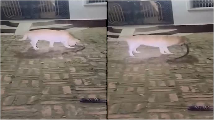 dog
