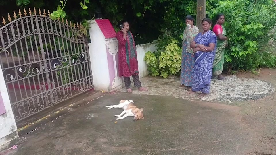 Ex-Army staffer shoots dead neighbour's dog over grudge, case filed