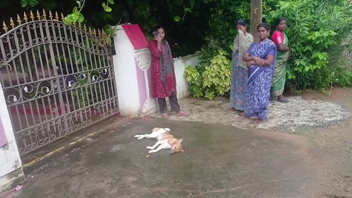A retired Army employee was booked in Khammam for allegedly shooting and killing his neighbour’s pet dog. dog shot dead