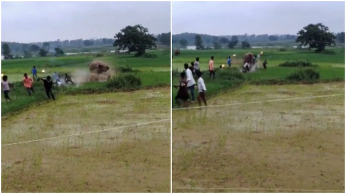 Elephant charges at people trying to scare it away with torches in paddy field