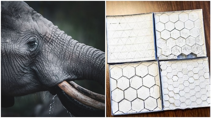Elephant skin, cement and water: Recipe to make buildings stay cool - India Today