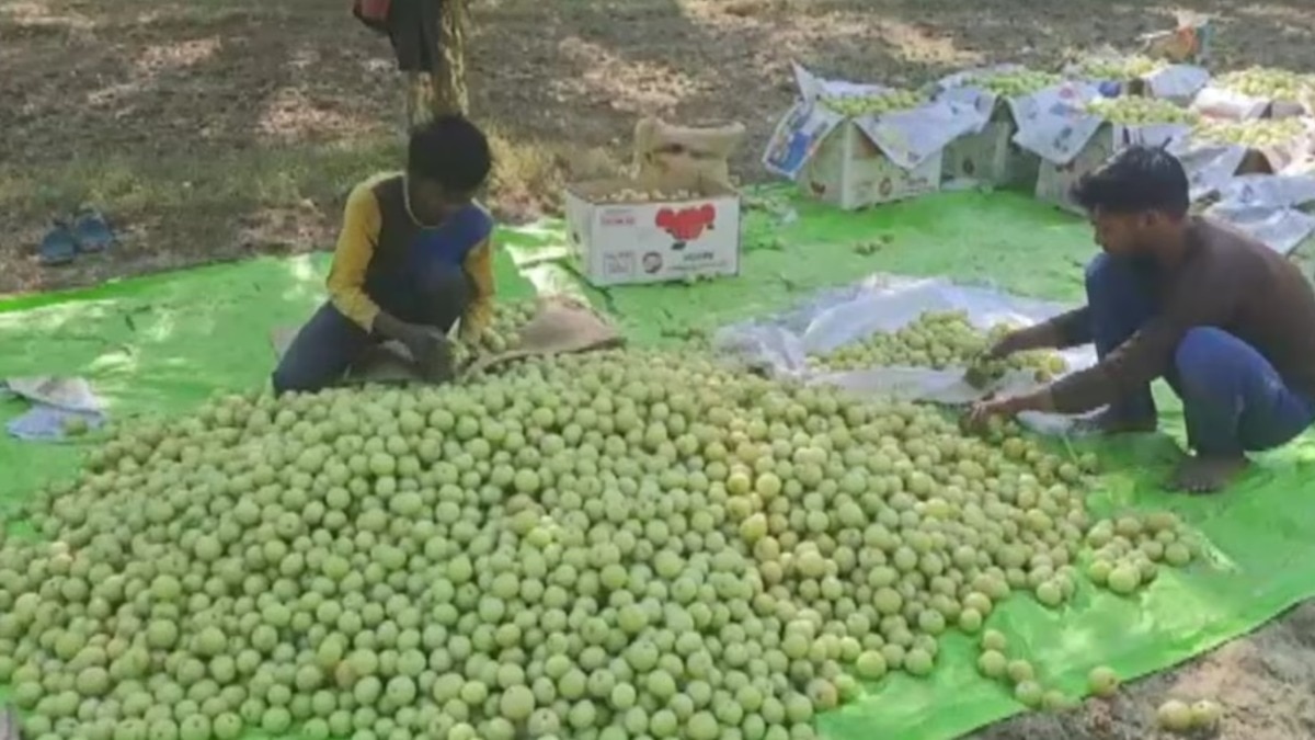 How ODOP is helping Pratapgarh turn its amla into a bigger business
