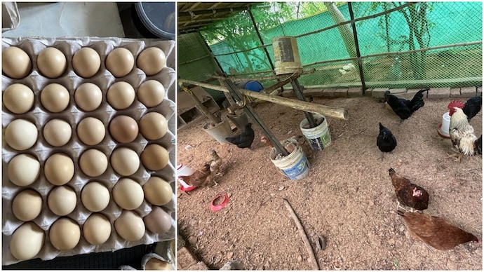 Hyderabad woman laid off by Amazon starts chicken farm, sells eggs as job hunt fails (Photos: Maria Harshitha/LinkedIn) Hyderabad woman laid off by Amazon starts chicken farm sells eggs