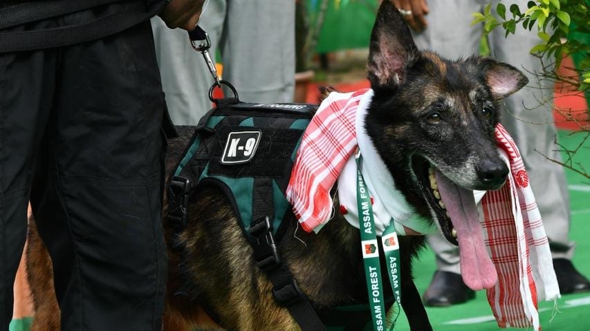K9 Leon tracks poacher for 20 km: What is a K-9 unit? 5 facts about sniffer dogs