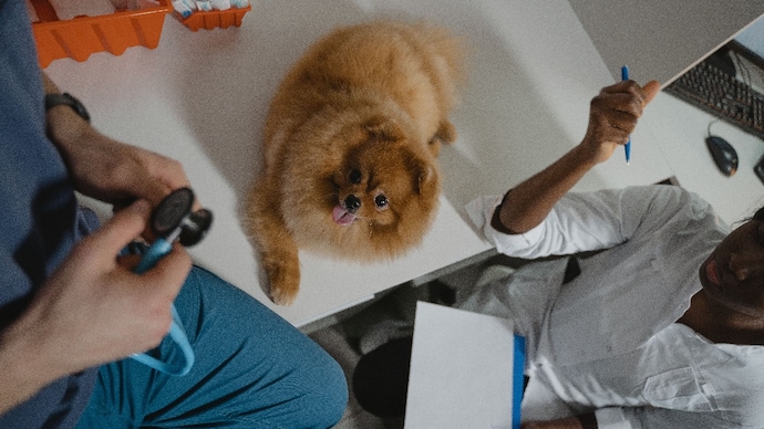 MCHC is gaining attention in pet nutrition for supporting bone health through highly bioavailable calcium, collagen and minerals, offering benefits for growing puppies, kittens and ageing companion animals.