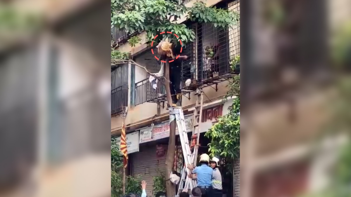 Woman jumps from building, lands on tree. Video shows her stuck in branches
