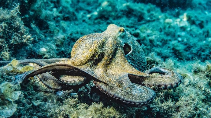 Philippines fisherman battles octopus clinging to his face in bizarre video (Photo: Representational Image from Pexels)