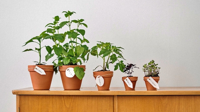 Plants feel full